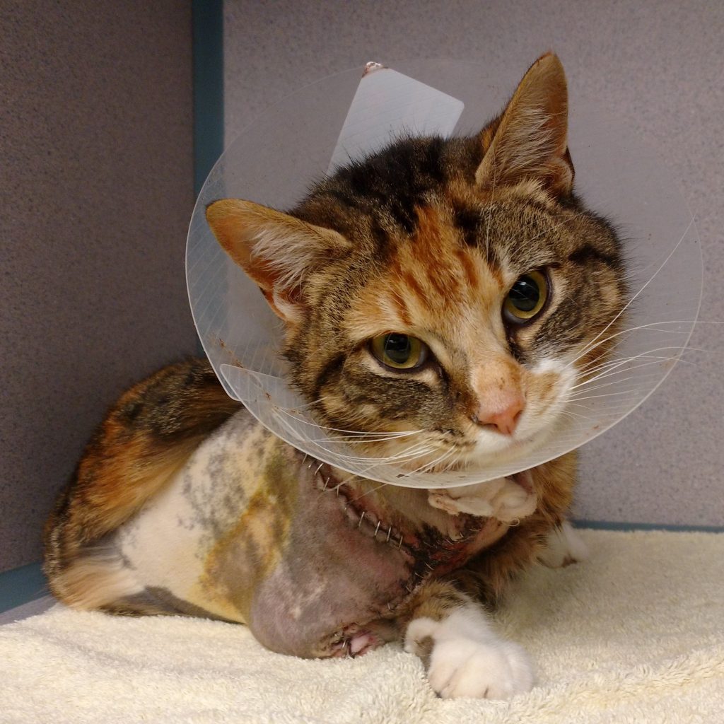 Fostering