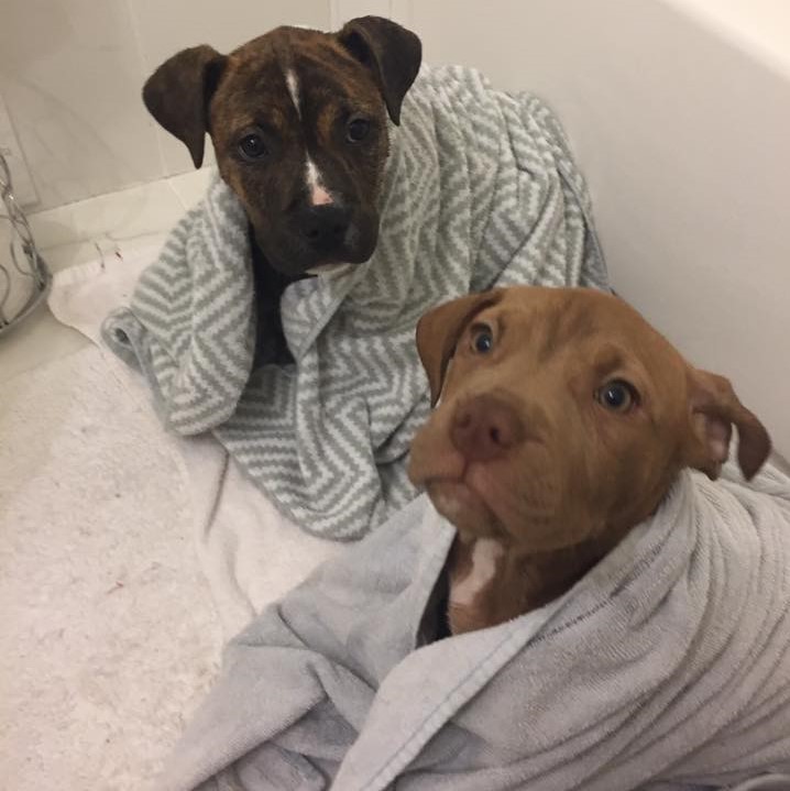 Fostering