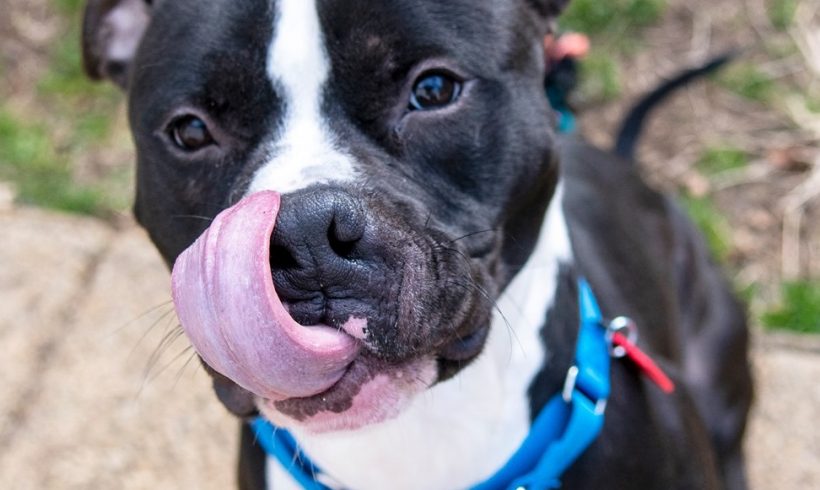 Yappy Hour at King & Rye