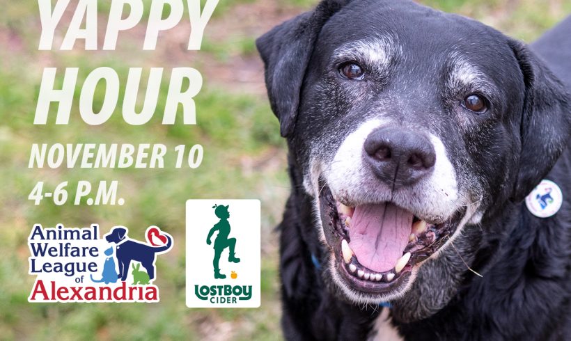 Yappy Hour at Lost Boy Cider