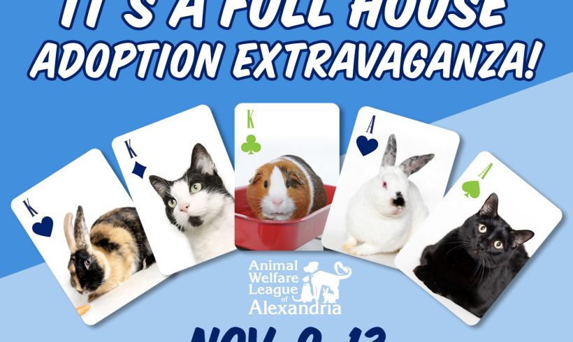Full House Adoption Extravaganza