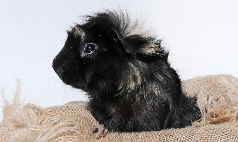 Guinea Pigs, A to Z (Almost!)