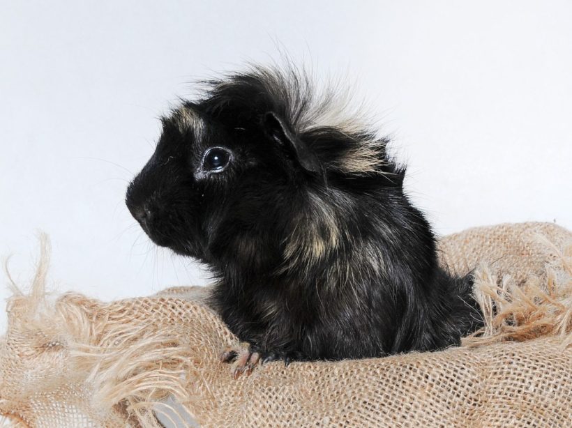 Guinea Pigs, A to Z (Almost!)