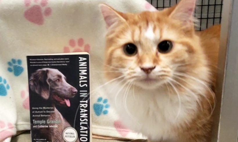 March Paws to Read Book Club: Animals in Translation