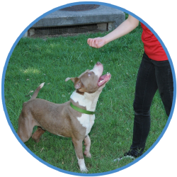 Basic Manners for Dogs, Behavior and Training Help