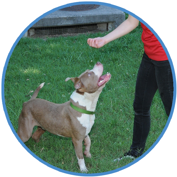 Basic Manners for Dogs, Behavior and Training Help