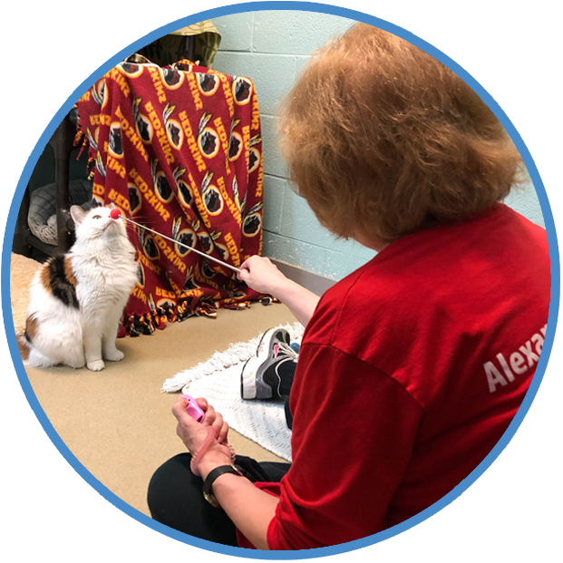 Cat Clicker Training, Behavior and Training Help