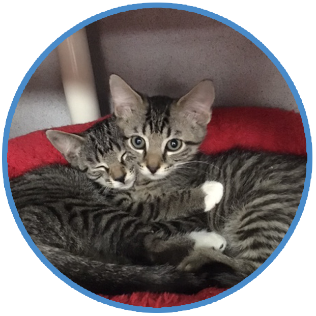 Cat Introductions, Behavior and Training Help