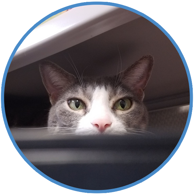 Safe Haven for Cats, Behavior and Training Help