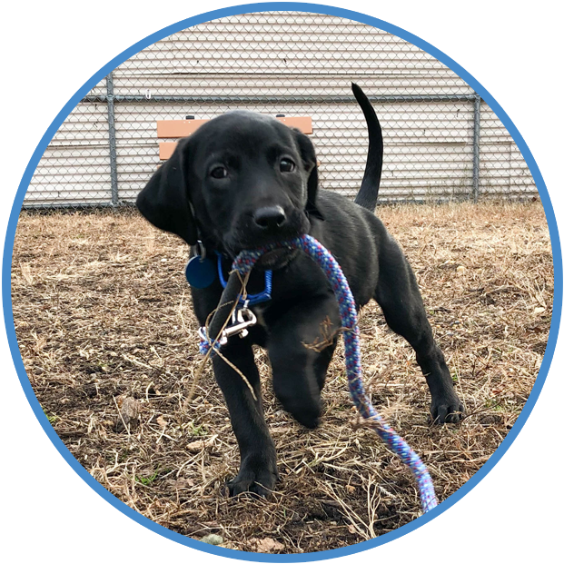 Dog Chewing, Behavior and Training Help