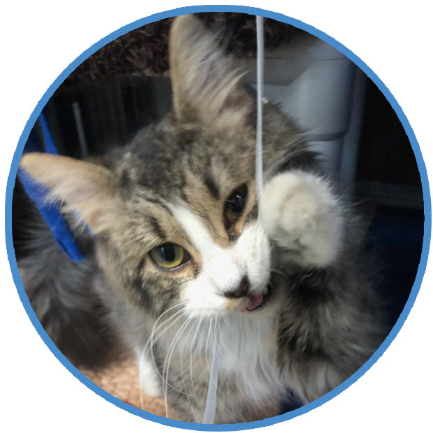 Chewing Shredding (Cats), Behavior and Training Help