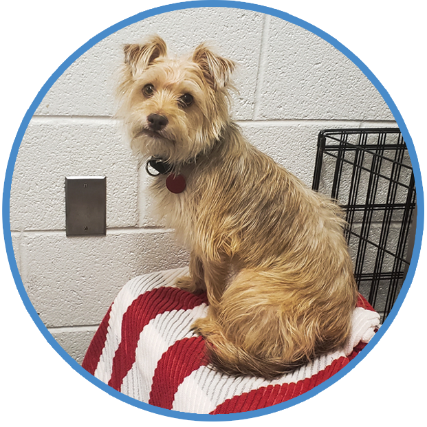 Crate Training for Dogs, Behavior and Training Help