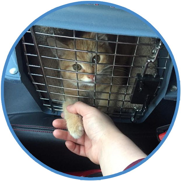 Declawed Cats, Behavior and Training Help