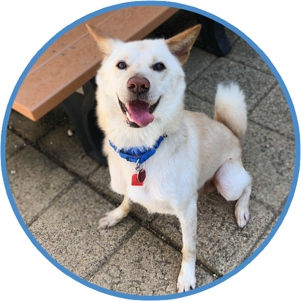Body Language for Dogs, Behavior and Training Help