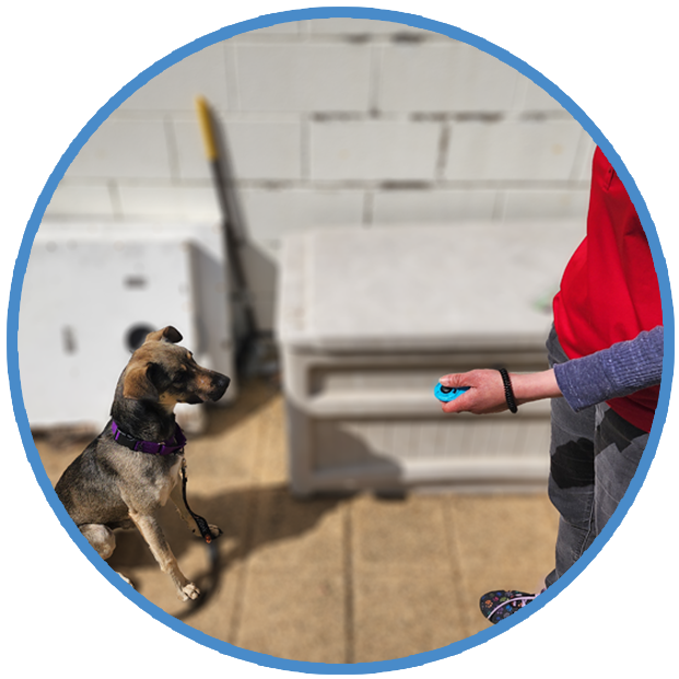 Dog Clicker Training, Behavior and Training Help