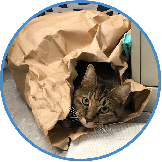Enrichment for Cats, Behavior and Training Help