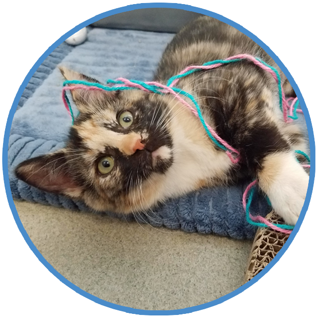 Interactive Play for Cats, Behavior and Training Help