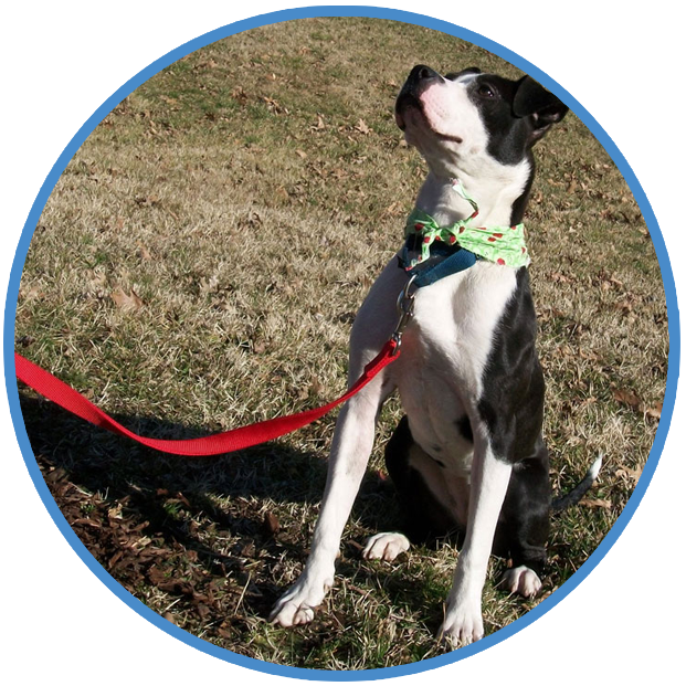 Leash Walking for Dogs, Behavior and Training Help