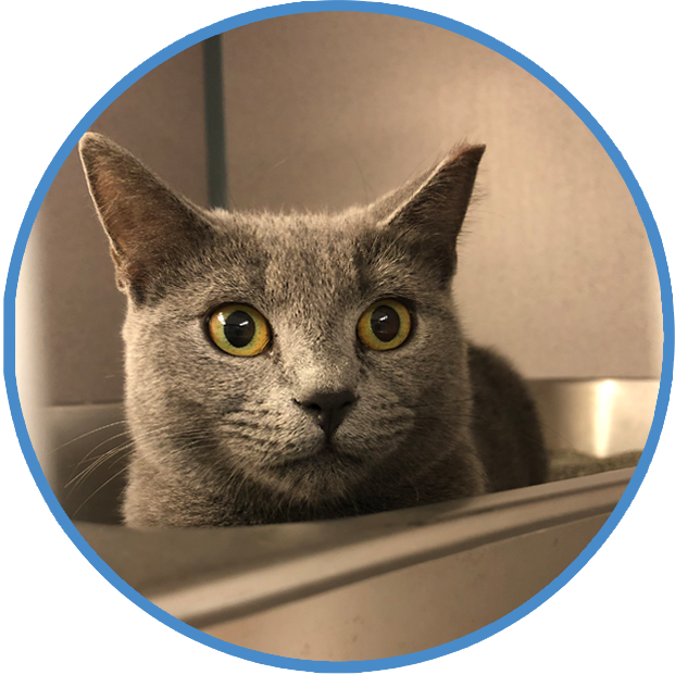 Litterbox Usage, Behavior and Training Help