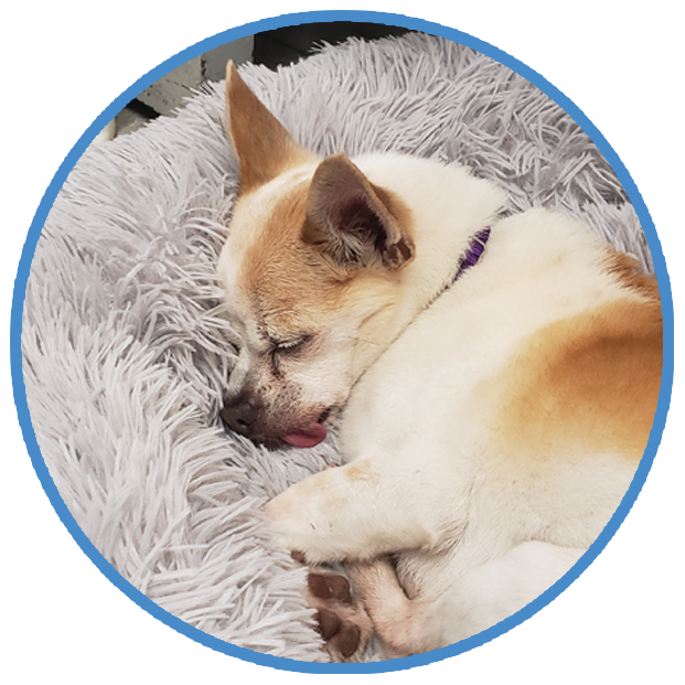 Safe Haven for Dogs, Behavior and Training Help
