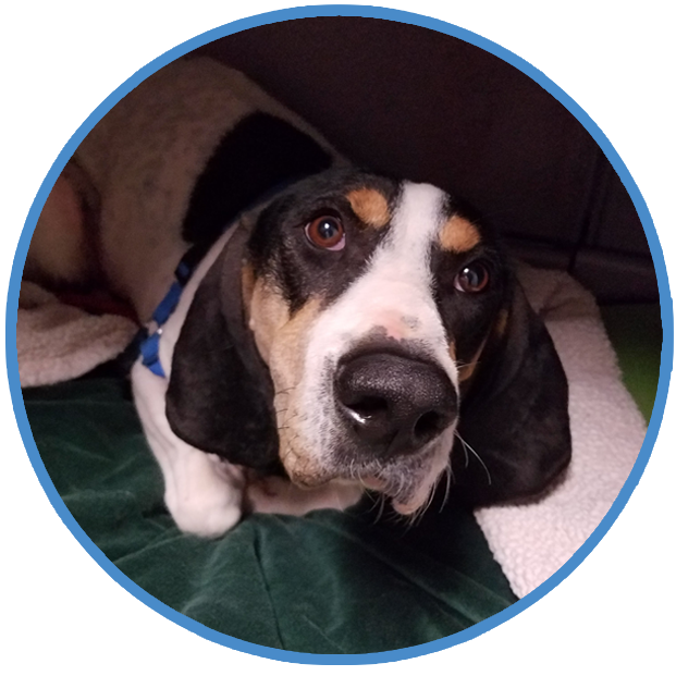 Separation Anxiety for Dogs, Behavior and Training Help
