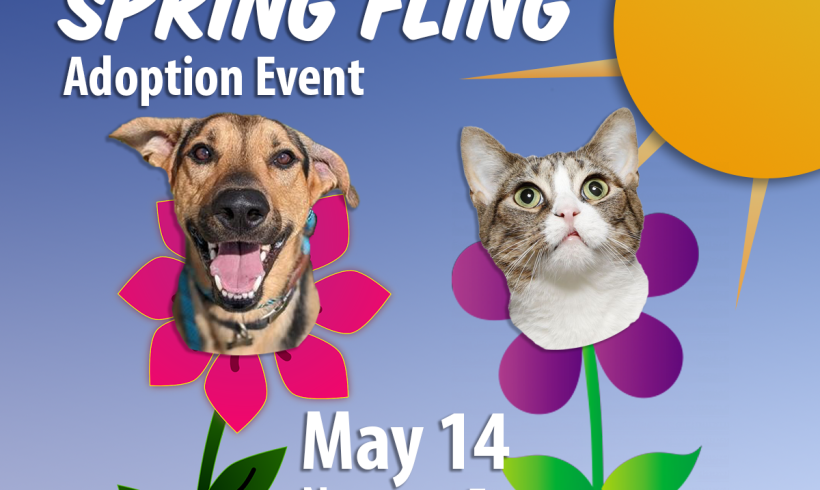 Spring Fling Adoption Event