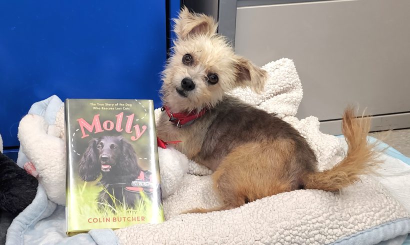 July Paws to Read Book Club – Molly: The True Story of the Dog Who Rescues Lost Cats