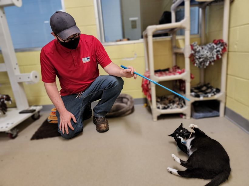 Cats and Dogs Overcome Fear, Learn Manners at Shelter