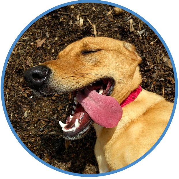 Chill Out (Dogs), Behavior and Training Help