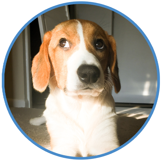 Confidence Building for Dogs, Behavior and Training Help