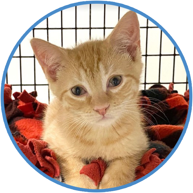 Declawed Cats, Behavior and Training Help