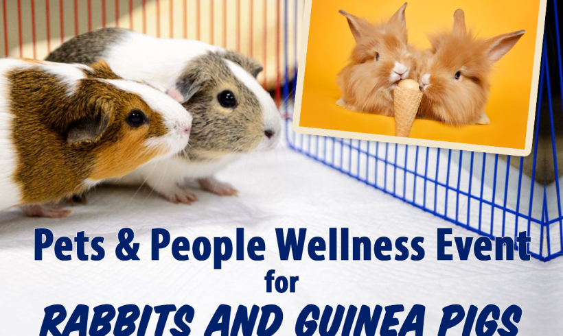 Pets & People Community Wellness Event for Rabbits and Guinea Pigs