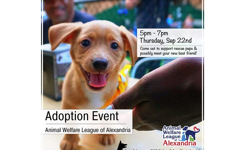 AWLA Adoption Event at Barkhaus