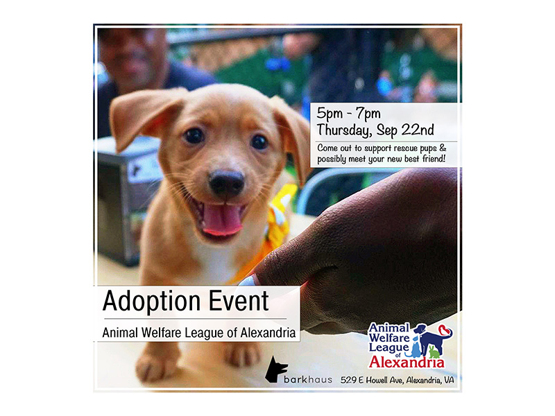 AWLA Adoption Event at Barkhaus - Alexandria Animals