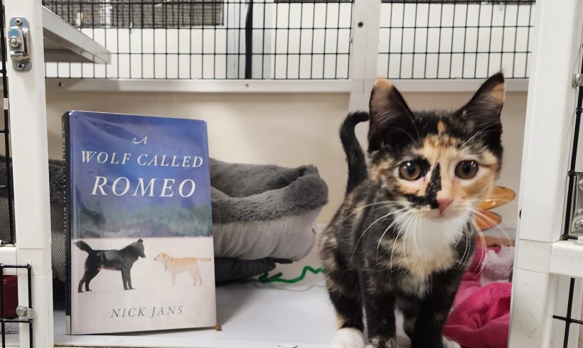 October Paws to Read Book Club Zoom Discussion – A Wolf Called Romeo