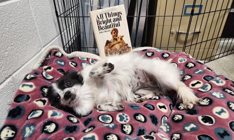 December Paws to Read Book Club: All Things Bright and Beautiful