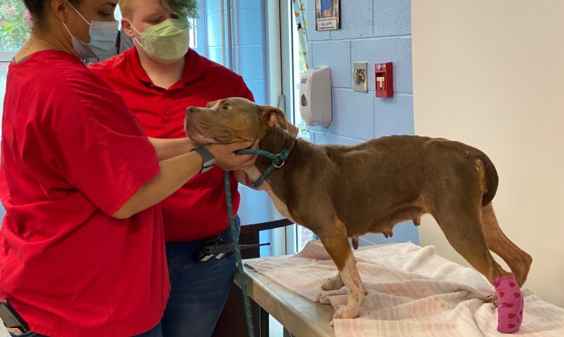 Injured Dog Finds Plenty of Hope with Local Nonprofit Shelter