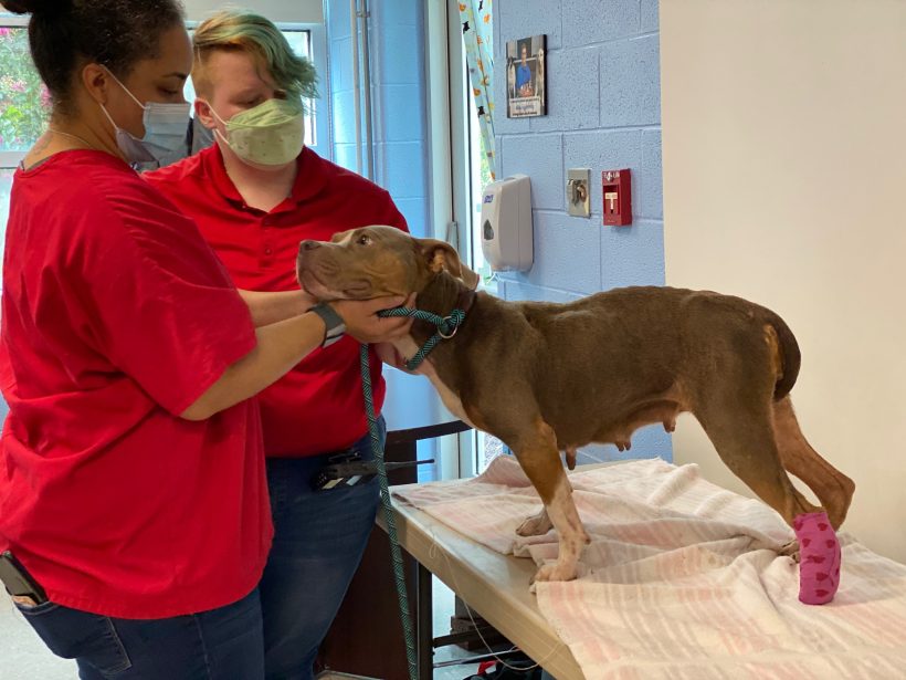 Injured Dog Finds Plenty of Hope with Local Nonprofit Shelter