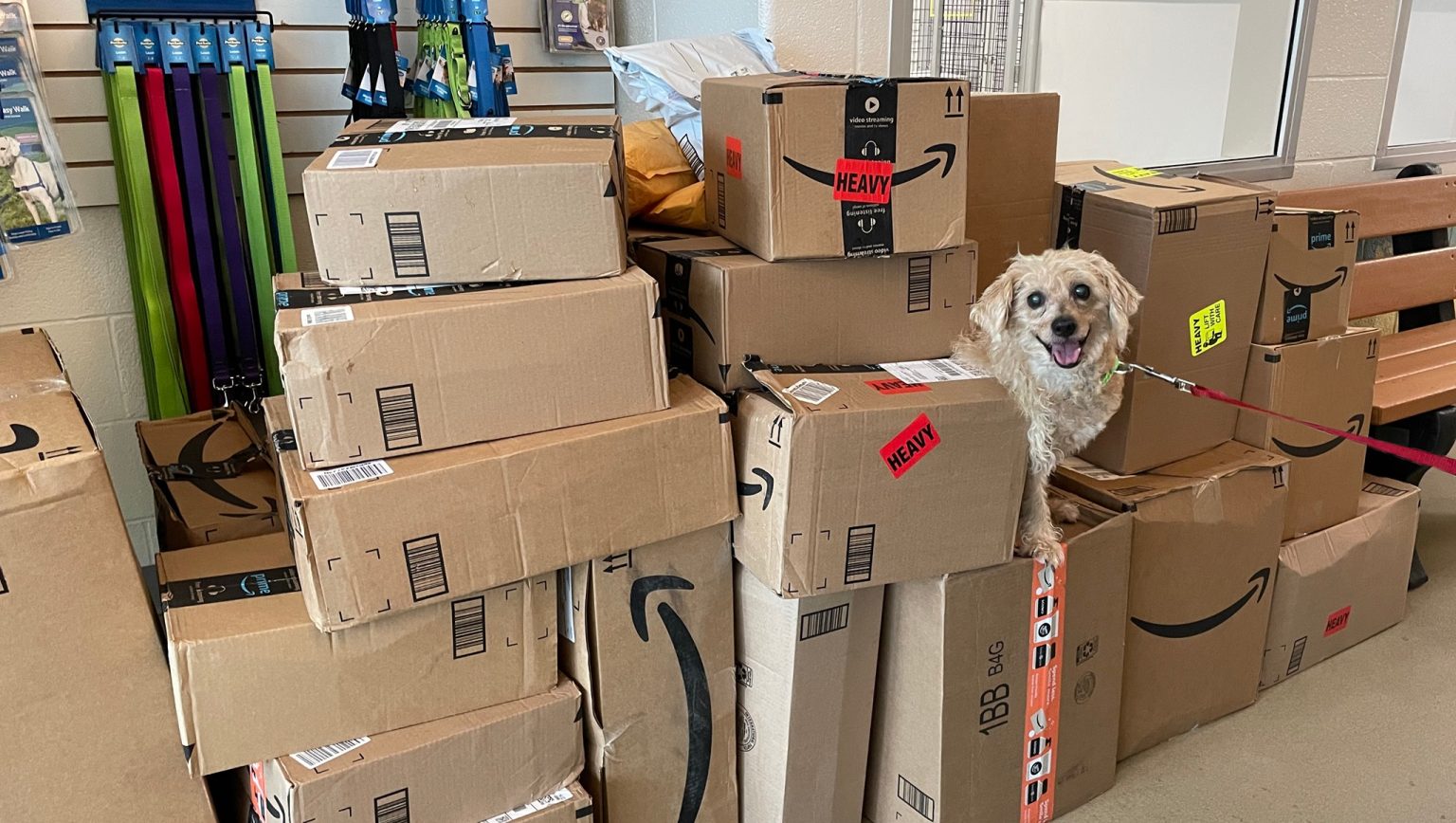 Give Shelters A Helping Paw Alexandria Animals