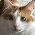 Meet Carlos (Cat), AWLA Animal of the Month, June 2023