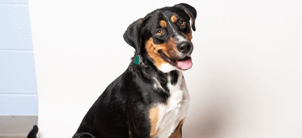 Sitting dog with black fur, with shades of light brown and white