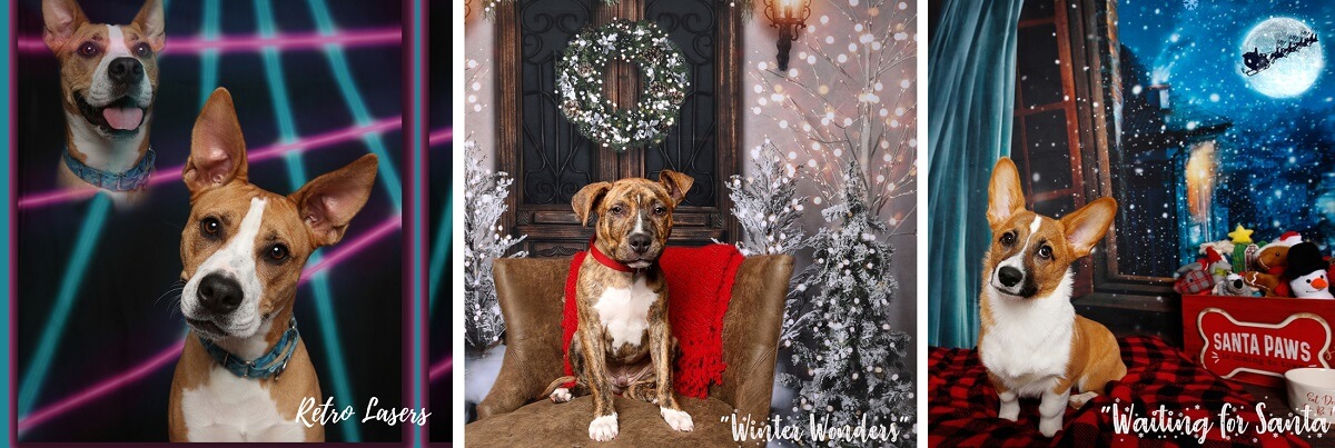 Holiday Pet Photos with AWLA, including retro lasers, winter wonders, and waiting for Santa