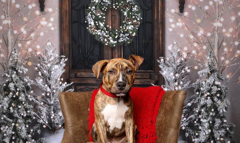 SOLD OUT: Holiday Pet Photos