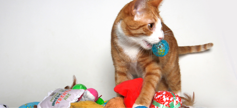 Plan to Adopt this Holiday Season? Be Prepared as a New Adopter