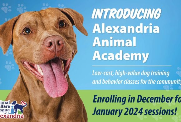 Introducing Alexandria Animal Academy