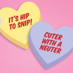 It’s Hip to Snip! Spay and Neuter Promotes Animal and Community Wellbeing