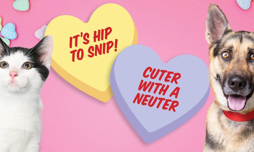 It’s Hip to Snip! Spay and Neuter Promotes Animal and Community Wellbeing