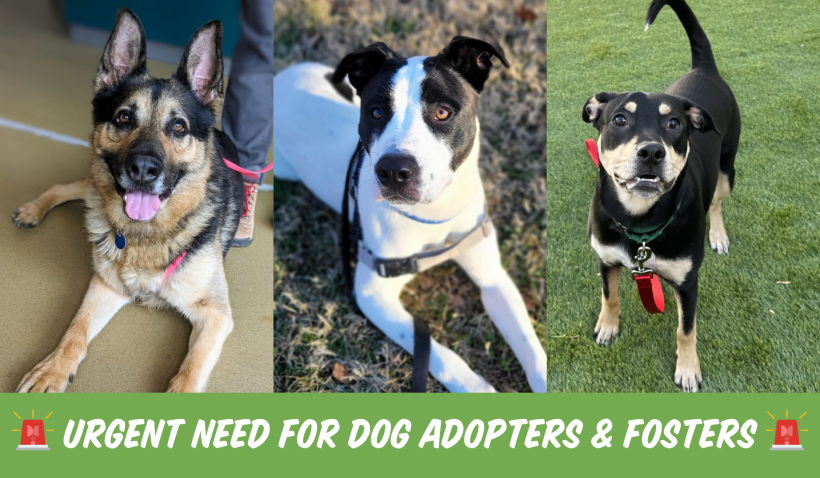 Urgent Need for Dog Adopters & Fosters