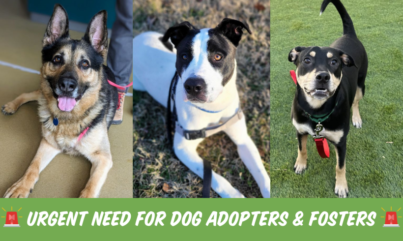 Urgent Need for Dog Adopters & Fosters