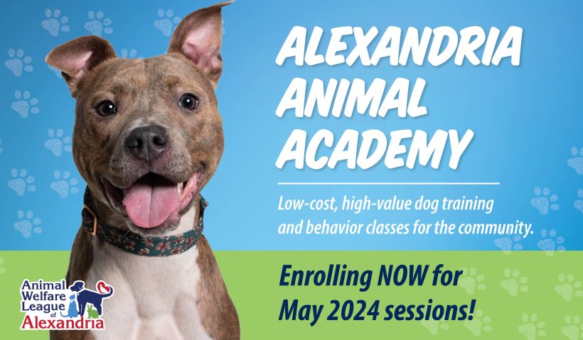 Now Enrolling for Alexandria Animal Academy